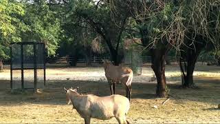 Nilgai and deer at the same place action 😃😃 [upl. by Frodi]