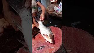 Amazing Big Mrigal Fish Cutting Skills Live In BD Fish8Market [upl. by Anua]