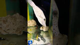 Big filefish beautifully conditioned with pellet feeding in marine tank  THE MARINE AQUARIUM fish [upl. by Ydwor237]