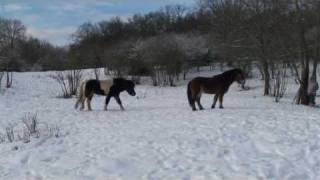 cheval islandais allures et jeuxPartie 12DOMAINE DE RABREUX46 Icelandic Horses [upl. by Esele]