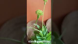 Klenia grandifloraAyurvedic medicinal plant [upl. by Alyam]