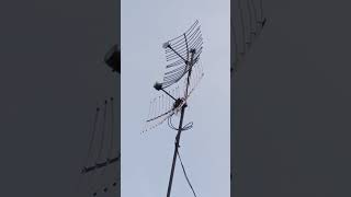 Log periodic antenna amp yagi grid [upl. by Breed]