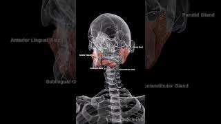 Discover the Wonders of Salivary Glands [upl. by Lissi]