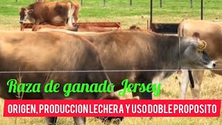 Raza De Ganado Lechero Jersey Origen Características Y Beneficios [upl. by Pirali]