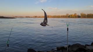 Grundeln angeln am Rhein Grundeln als Köderfisch auf Zander Grundeln gezielt fangen 4K Video [upl. by Vivica]