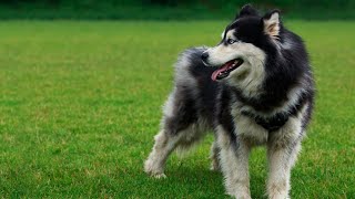 The Alaskan Malamute An Inside Look at its Temperament [upl. by Pauwles]