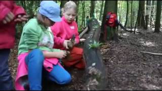 Kinder installieren Kunst im Wald [upl. by Salokcin]