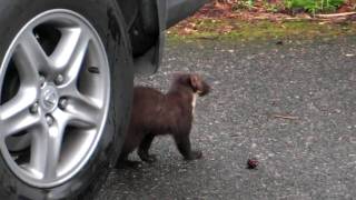 Pine Marten visit Deeside Scotland [upl. by Ahsat337]