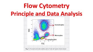 Flow cytometry Tutorial  Flow Cytometry Data Analysis  Flow cytometry Gating [upl. by Maddock]