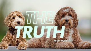 5 MUST KNOW Truths about Labradoodles cavoodles goldendoodles and other doodles [upl. by Rudolf]