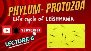 Life cycle of Leishmania  Kala Azar  Dum Dum Fever  Notes pdf in Description [upl. by George]