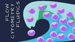 Flow cytometry fluidics Intro to Flow Cytometry  Episode 2 [upl. by Asher962]