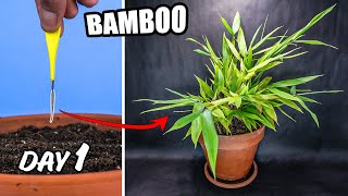 Bamboo Growing Time Lapse  Seed to Plants 220 Days [upl. by Syah]