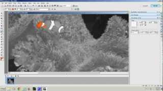 PHOTOIMPACT 12TUTORIAL 11 BLACK AND WHITE PICTURECOLOR AN OBJECT [upl. by Eimaraj]