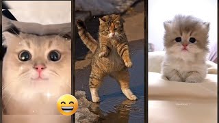 Cat videos ❤️ Will Cheer you Up 😾 FunnyCats Part 2724 [upl. by Alim378]