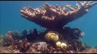 Snorkeling  Memories Jibacoa Cuba Oct 2019 [upl. by Laurent]