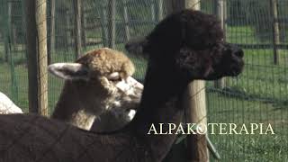 Coniraya Alpaca Farm [upl. by Skippie225]