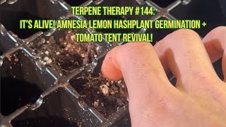 Terpene Therapy 144 ITS ALIVE Amnesia Lemon Hashplant Germination  Tomato Tent Revival [upl. by Llerod]