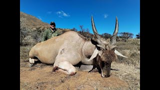 Day 09 Bontebok and Eland Bull [upl. by Arobed792]