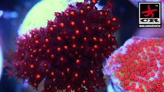 Stylocoeniella cyphastrea Leptastrea Montipora [upl. by Oliviero]