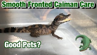 Smooth Fronted Caiman  Dwarf Caiman Care [upl. by Malorie]