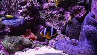 Clarkii Clownfish Feeds Blue Carpet Anemone [upl. by Atcliffe]