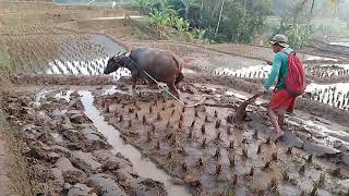 Bajak Sawah Pakai Kerbau Muda Seru Sekali Bikin Emosi Operatornya [upl. by Remde]