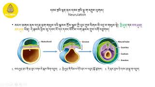 དབང་རྩ་གྲུབ་ལུགས། Neurulation [upl. by Banwell]