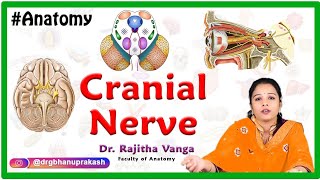 Cranial Nerve III Oculomotor Nerve Anatomy [upl. by Arivle]