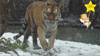 Big Cat quotChristmas Videoquot for all my friends and subscribers  Animals in the Munich Zoo [upl. by Iman223]