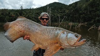 DRAGON fish  Really Prehistoric fish in Australia  Saratoga  BORUMBA DAM [upl. by Honey]