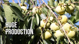 Persimmon Tree Wont Fruit Heres How to Trick it into Insane Production [upl. by Benedix912]