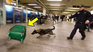 Police Dog Suddenly Rushed To an Suitcase Airport Officials Checked It And Were Dumbfounded [upl. by Attenrev]