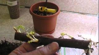 How to grow a fig tree from a cutting part 1 [upl. by Nylesaj]