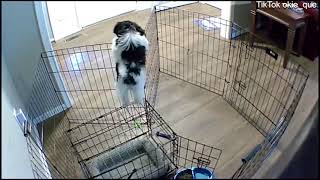 See how a puppy escapes its pen with its intelligence [upl. by Margreta413]