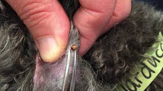 How to Remove a Tick from Your Pet  MedVet [upl. by Nimoynib]