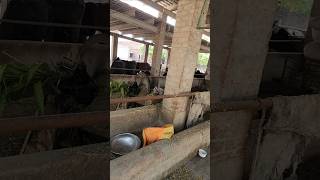 arif warraich dairy farmmun pasnd wandadairy farmcross breedyoutubeshorts viralvideo [upl. by Arbas]