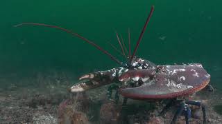 Common lobster in a Scottish MPA [upl. by Flieger]