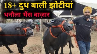 पशु मंडी धनौला 1142024 Gurcharan came in dhanaula mandi with three buffaloes jbs dairy farming [upl. by Leeke]