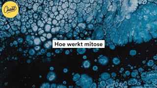 Hoe werkt mitose  Mr Chadd Academy [upl. by Normac969]