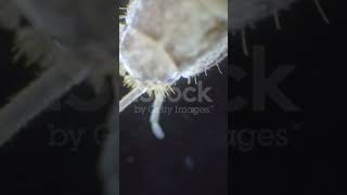 Silverfish Lepisma saccharina belongs to Class Insecta not fishes They are wingless [upl. by Gemini]