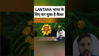 How Lantana become Cancer for india [upl. by Aehtela]