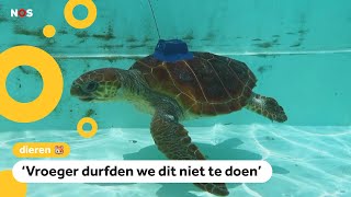 Zeeschildpadden met drie poten krijgen een speciaal apparaatje op hun schild [upl. by Osithe956]