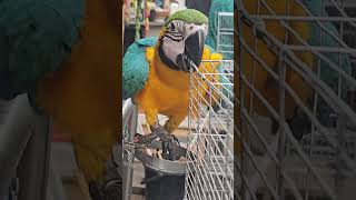 Macaw birdbangladesh automobile life birds tiktokvideo tiktok [upl. by Vidovik]