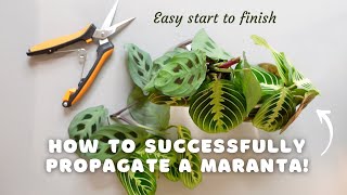 How to successfully propagate a maranta and make your pot MORE FULL  EASY start to finish [upl. by Nahor]