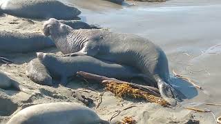 Elephant Seals Mating [upl. by Bradford98]