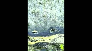 Crocodile🐊 vs snake 🐍 😱😱 [upl. by Yllet825]