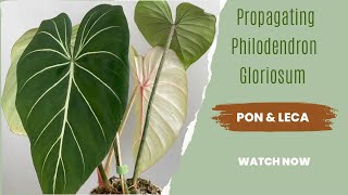 Philodendron Gloriosum Propagationhow to propagate philodendron gloriosum philodendrongloriosum [upl. by Yarazed]