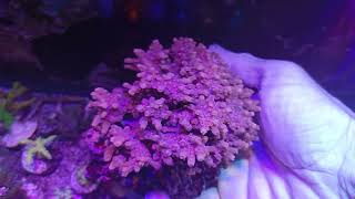 Cyphastrea decadia pink XL Coral gandalf [upl. by Bart]