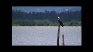 Les oiseaux de létang de Biguglia Balbuzard fluviatile [upl. by Naenej943]